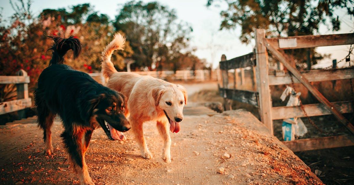 Bruger du Glucosamin til hunden ?