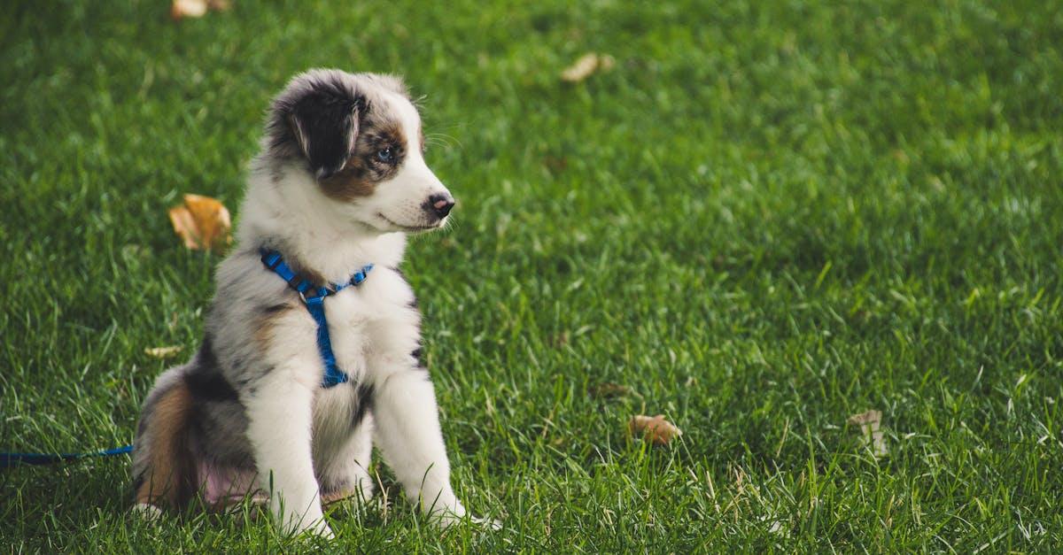 Overnatning med hund i Jylland: De bedste tips og steder